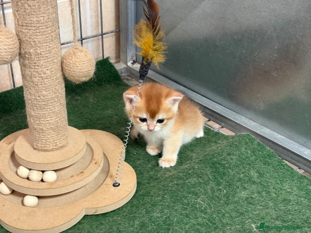 Británico de Pelo Corto gatos en venta: British Shorthair Golden chinchilla - Anuncio 9