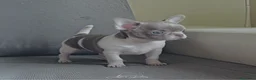 Chihuahua perros en venta: Chihuahua - Anuncio 4