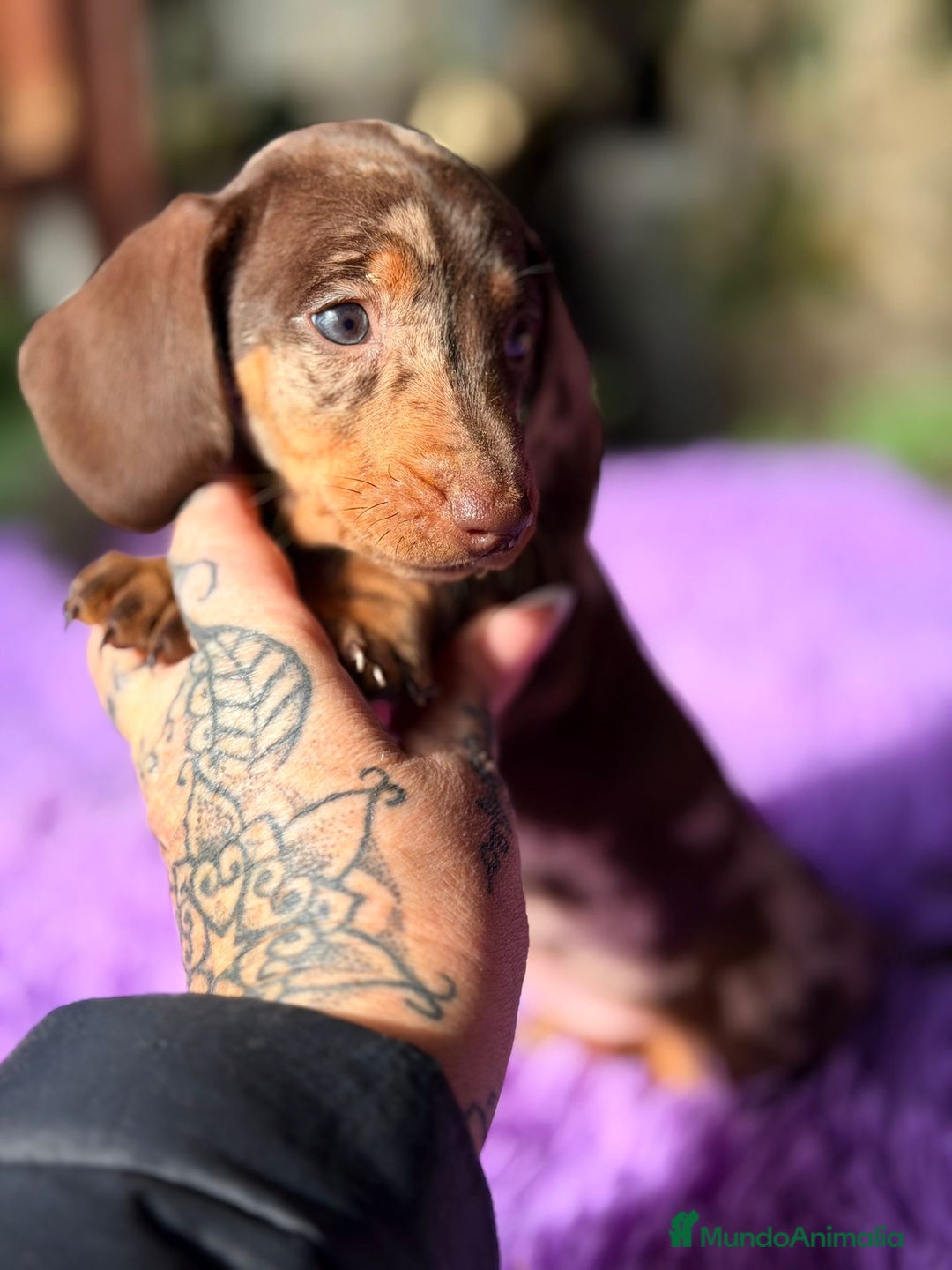 Teckel Miniatura perros en venta: TECKEL ARLEQUIN CHOCOLATE HEMBRA - Anuncio 3