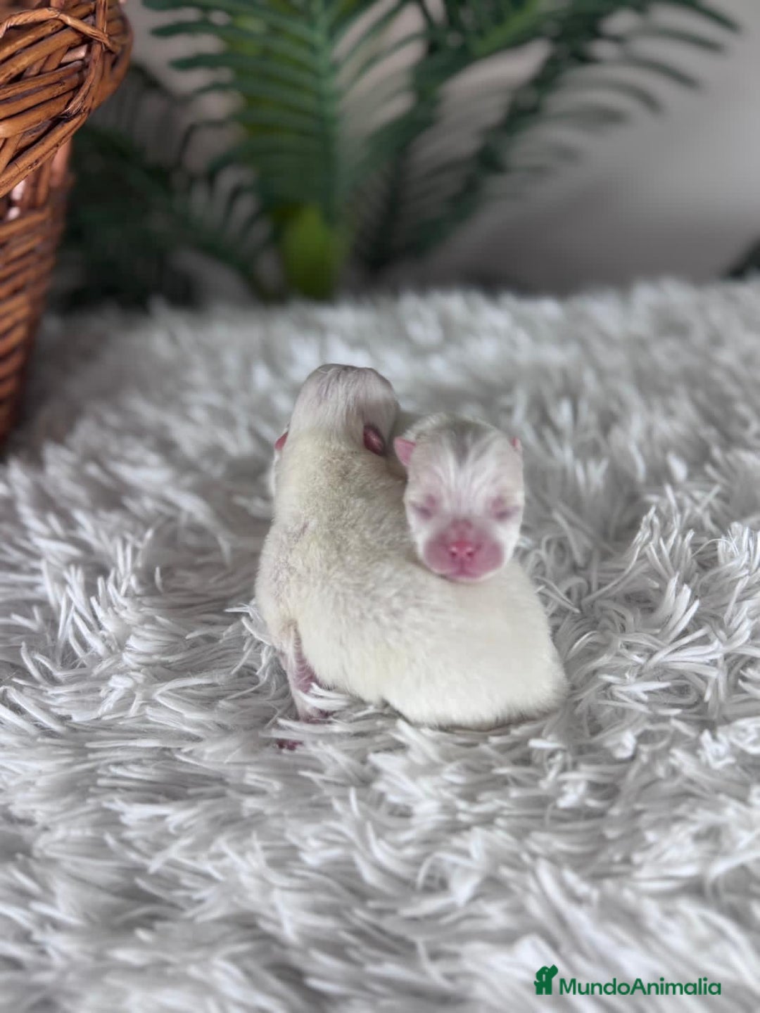 Pomerania perros en venta: POMERANIA - Anuncio 6