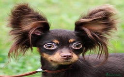 Yorkshire Terrier perros en venta: Cachorros raza tamaño Toy - Imagen 3