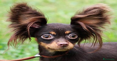 Yorkshire Terrier perros - Anuncio 7