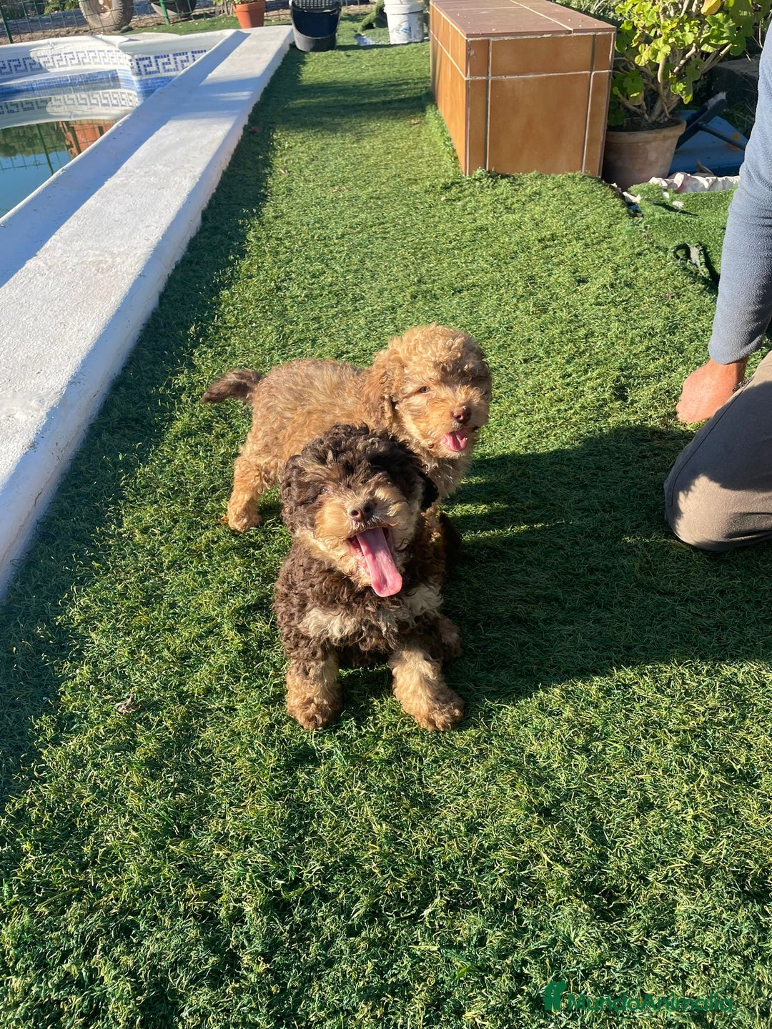 Perro de Agua Español perros en venta: Perro de agua  - Anuncio 2