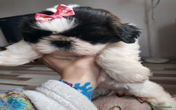 Shih Tzu perros en venta: Shih tzu último cachorro  en Burgos - Imagen 4