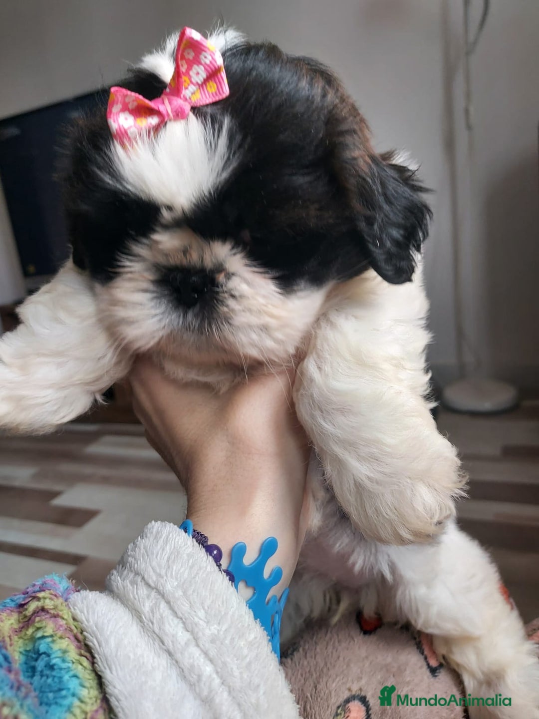 Shih Tzu perros en venta: Shih tzu último cachorro  en Burgos - Imagen 4