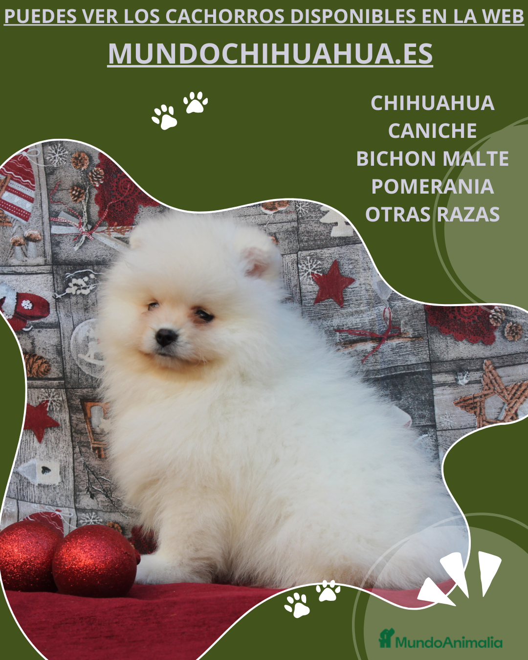 Pomerania perros POMERANIA  LINEA TOY   MUY CHATO - Anuncio 1