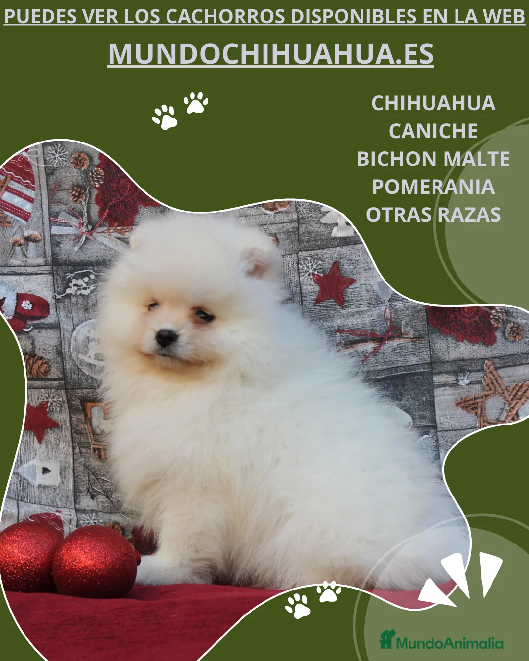 Pomerania perros en venta: POMERANIA  LINEA TOY   MUY CHATO - Anuncio 1