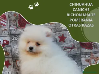 Pomerania perros POMERANIA LINEA TOY MUY CHATO - Anuncio 1