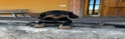 Teckel Miniatura perros en venta: Teckel pelo duro  - Anuncio 1