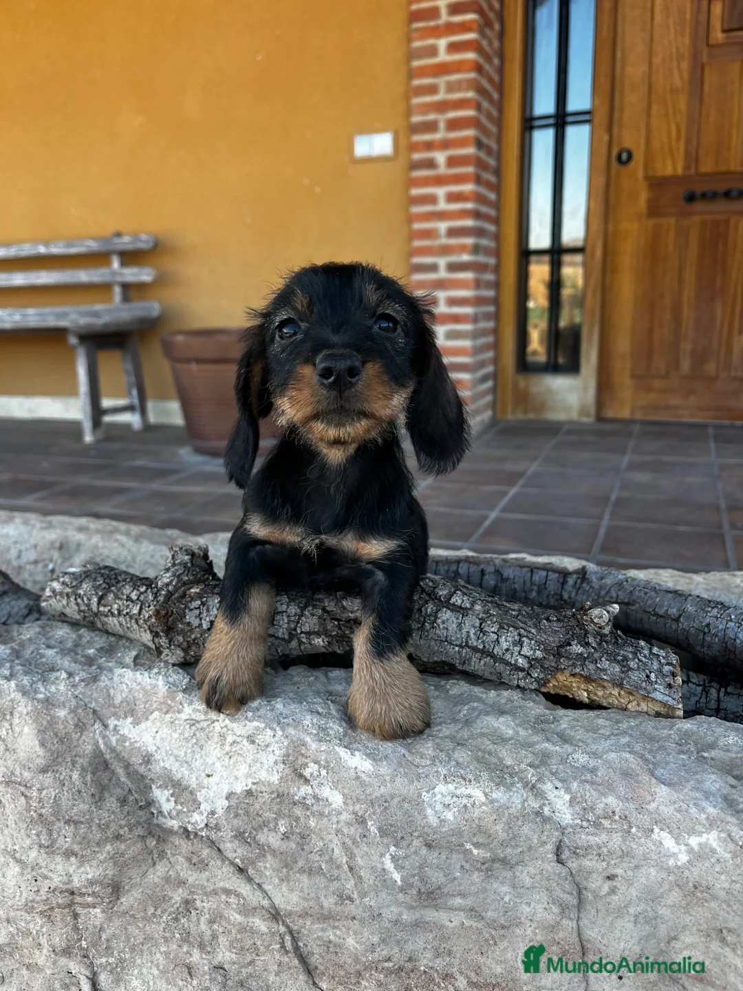 Teckel Miniatura perros en venta: Teckel pelo duro  - Anuncio 1