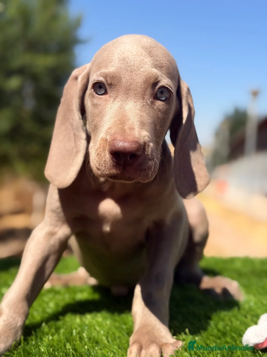 Weimaraner perros en venta: Braco de Weimar  - Anuncio 1