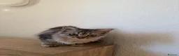 Raza Mixta gatos en venta: Brithis con mestizo  - Anuncio 2