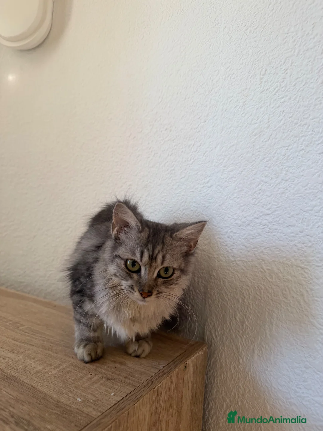 Raza Mixta gatos en venta: Brithis con mestizo  - Anuncio 2