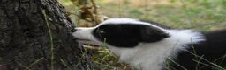 Border Collie perros en venta: Cachorros de Border Collie disponibles - Anuncio 12