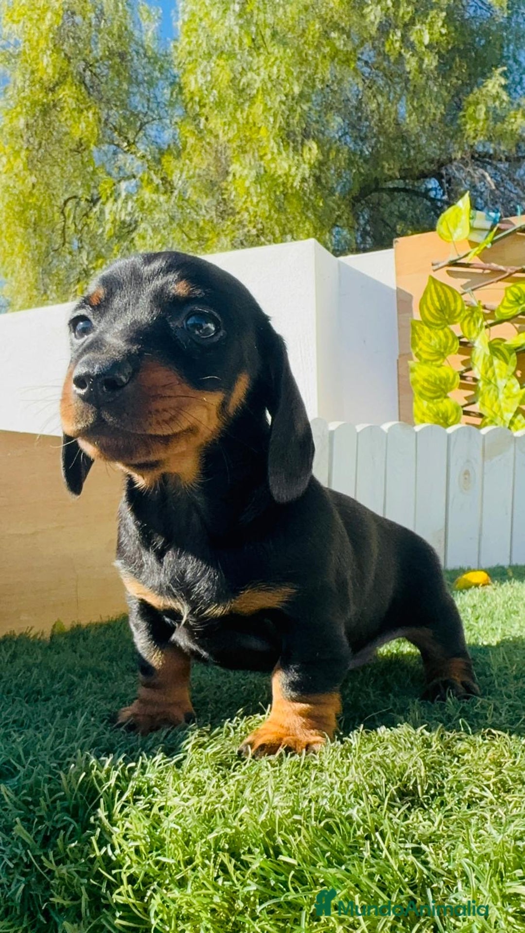 Teckel Miniatura perros en venta: TECKEL MINIATURA  - Anuncio 1