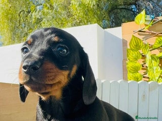 Teckel Miniatura perros TECKEL MINIATURA - Anuncio 1