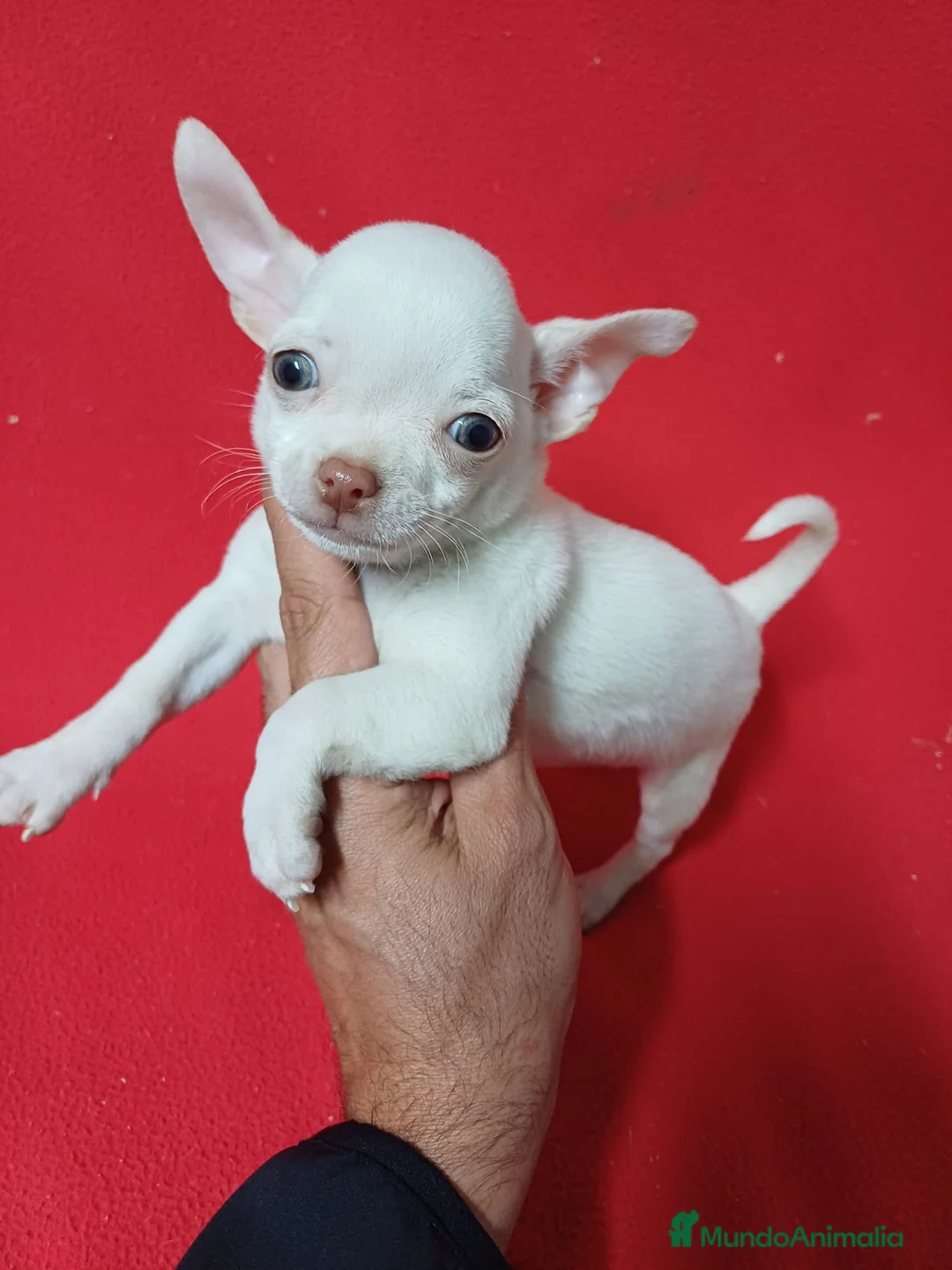 Chihuahua perros en venta: Chihuahua  - Anuncio 1