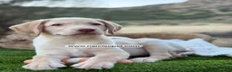 Labrador Retriever perros en venta: LABRADOR MACHO - Anuncio 4