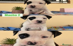 American Staffordshire-Terrier perros en venta: American Stafford  - Imagen 6