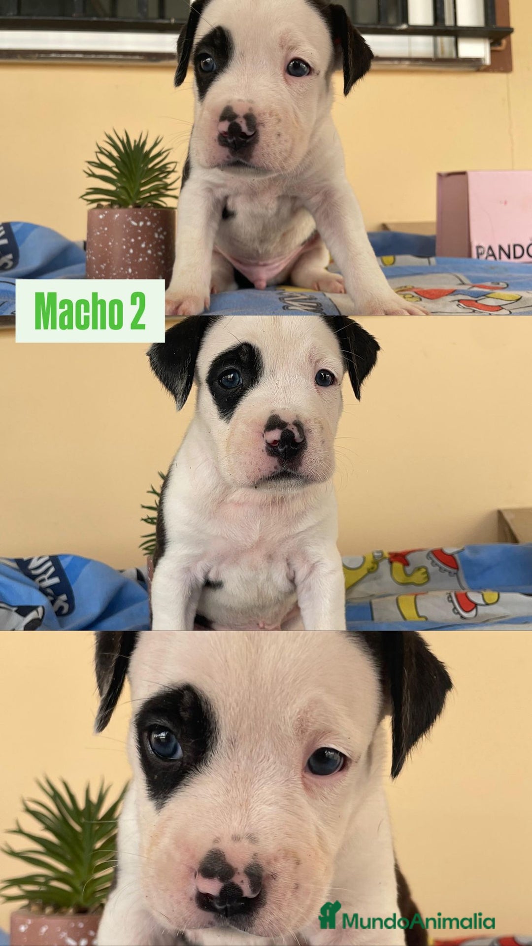American Staffordshire-Terrier perros en venta: American Stafford  - Imagen 6