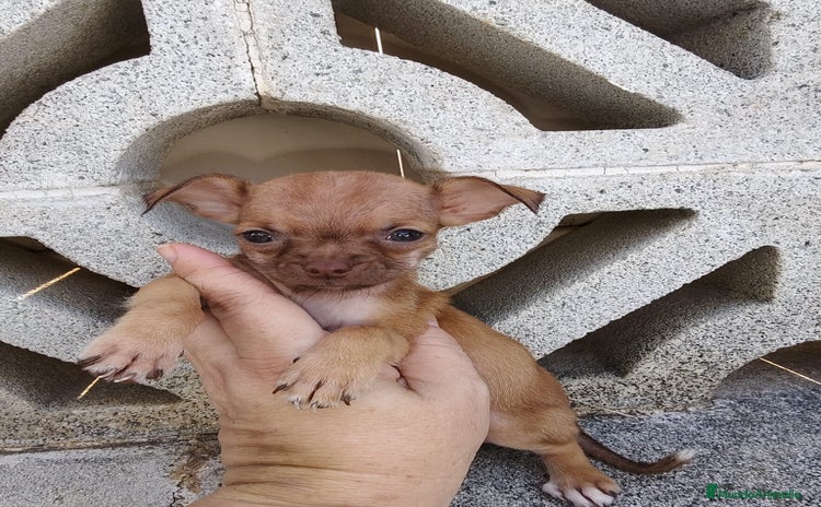 Chihuahua perros - Propaganda 3