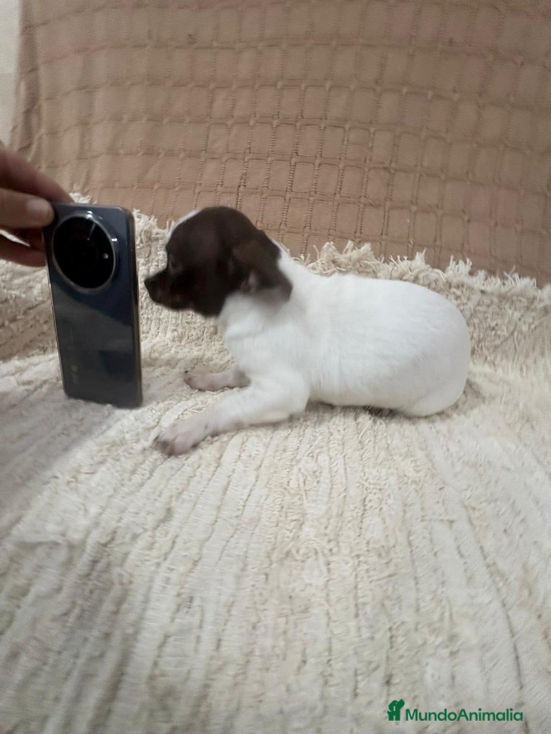 Chihuahua perros en venta: Chihuahua rusa blanca chocolate  - Anuncio 1