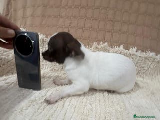 Chihuahua perros Chihuahua rusa blanca chocolate - Anuncio 4