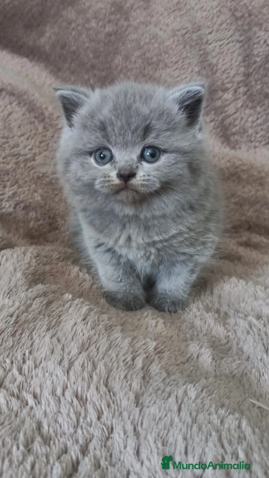Británico de Pelo Corto gatos en venta: British shorthair  - Anuncio 1