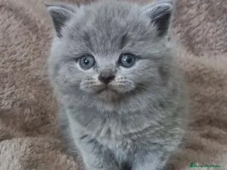 Británico de Pelo Corto gatos British shorthair - Anuncio 3