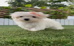 Bichón Maltés perros en venta: BICHON MALTES HEMBRA - Imagen 3