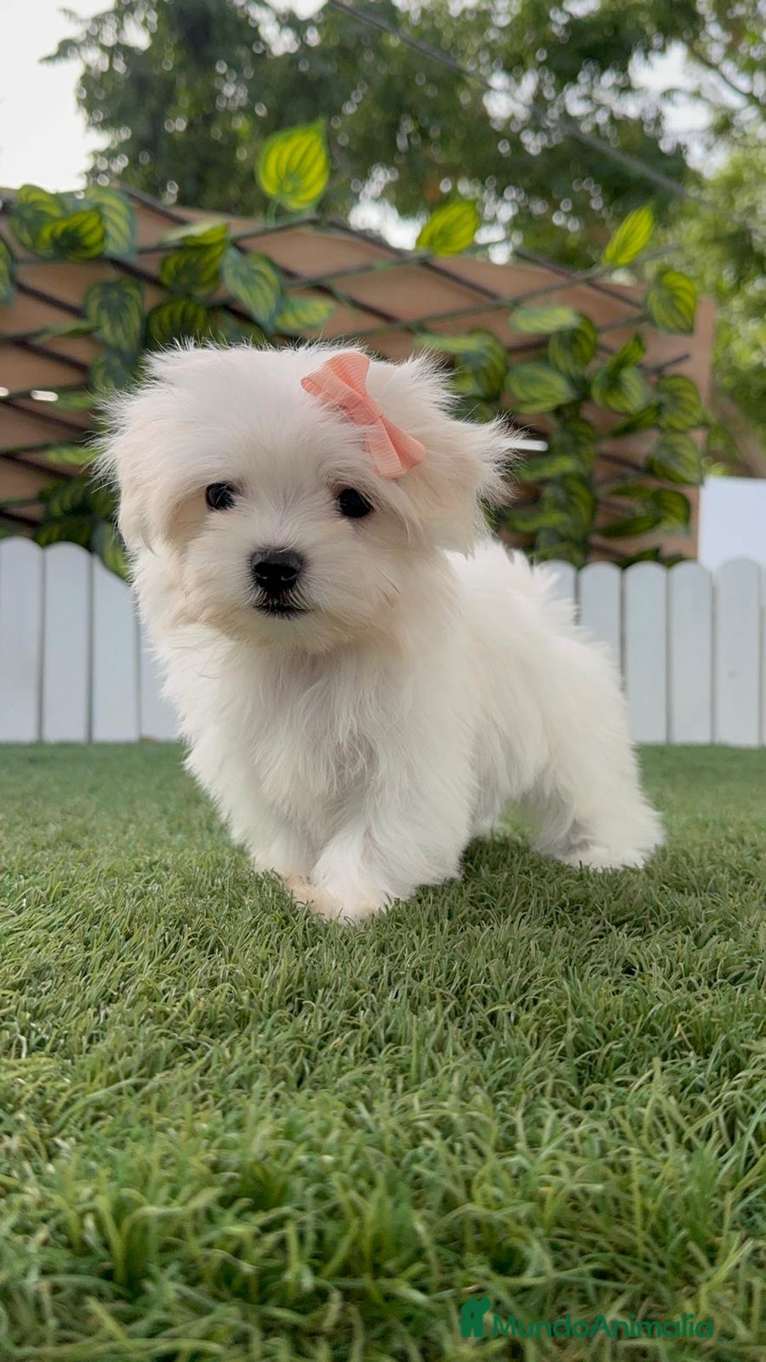 Bichón Maltés perros en venta: BICHON MALTES HEMBRA - Imagen 3