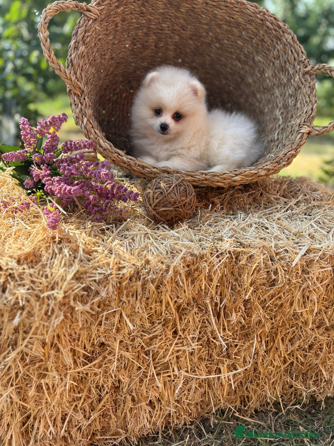 Pomerania perros en venta: Pomerania listo para conocer a su nueva familia.  - Imagen 2