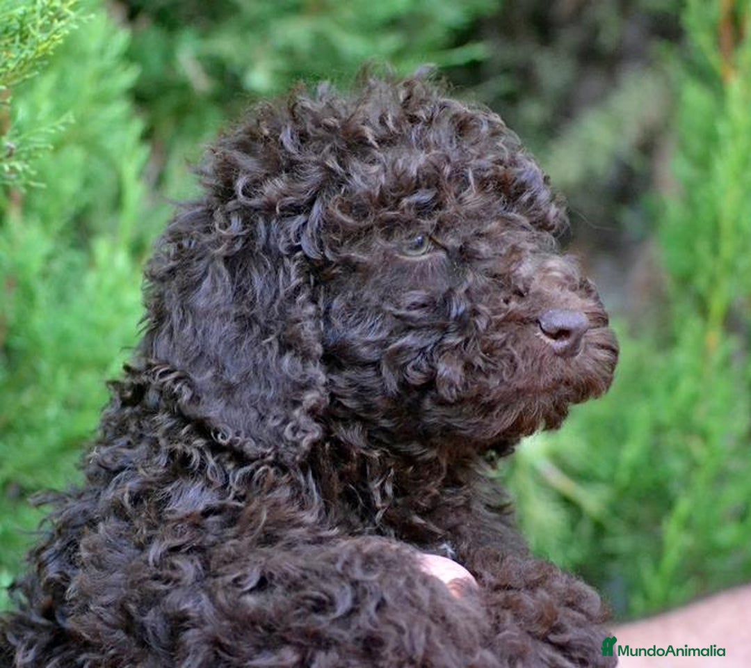 Perro de Agua Español perros en venta: Cachorros perro de agua español - Imagen 5