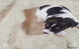 Jack Russell Terrier perros en venta: Jack Russell  - Imagen 4