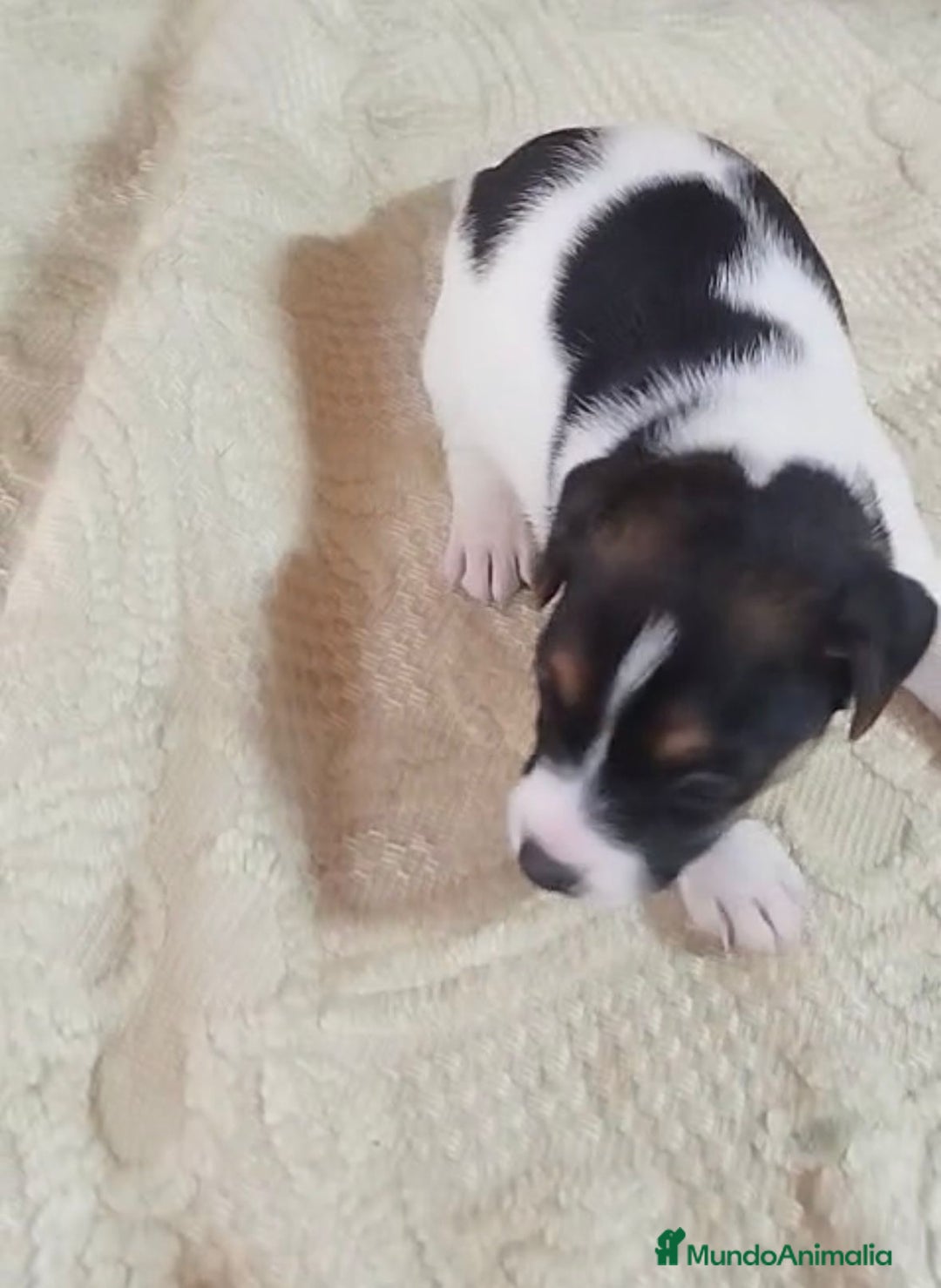 Jack Russell Terrier perros en venta: Jack Russell  - Imagen 4