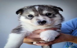 Husky Siberiano perros en venta: Adorable cachorrito de Husky Siberiano - Imagen 1