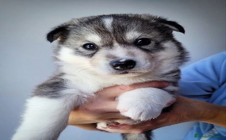 Husky Siberiano perros - Anuncio 1