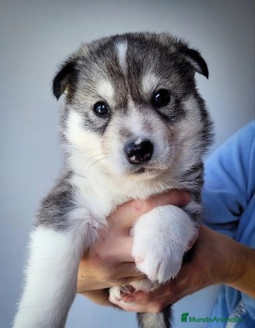 Husky Siberiano perros en venta: Adorable cachorrito de Husky Siberiano - Imagen 1