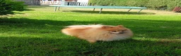 Pomerania perros en venta: Pomerania Mini Teddy Exclusivos - Anuncio 2