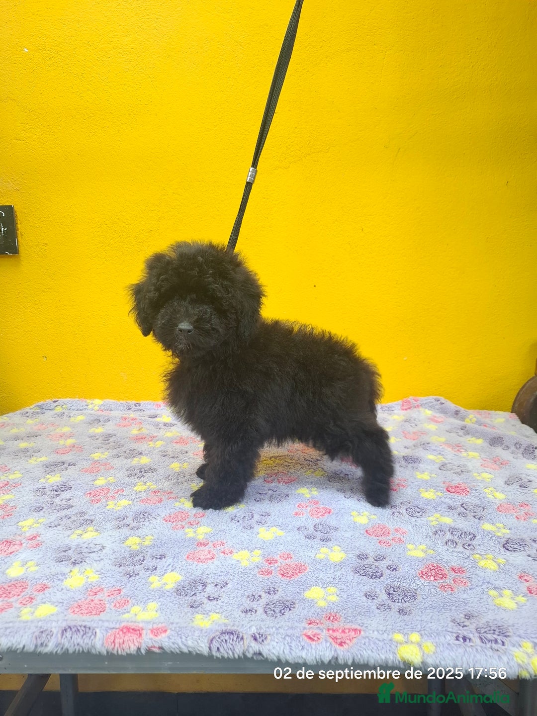 Caniche Toy perros en venta: Cachorros de caniche toy - Imagen 5
