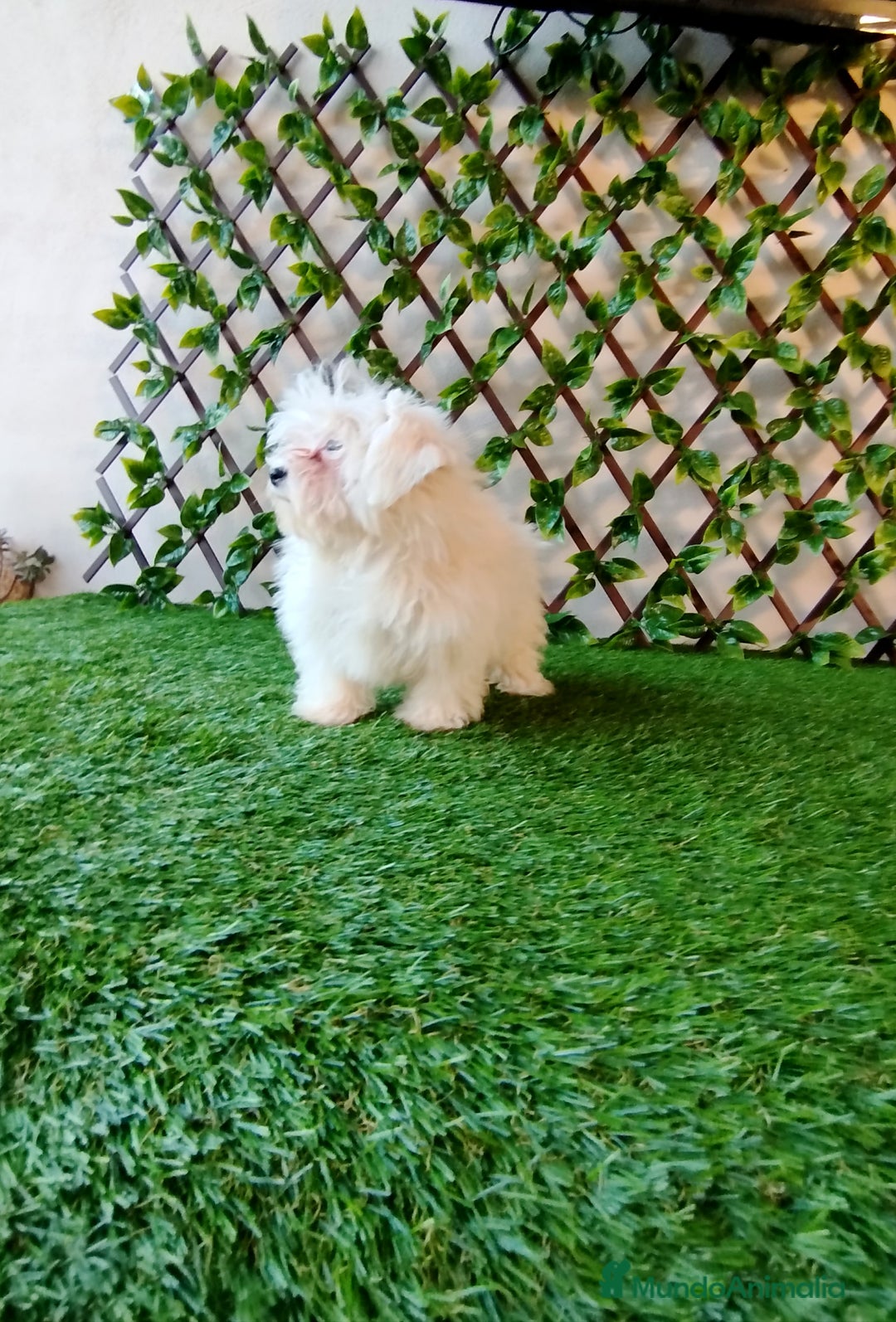 Bichón Maltés perros en venta: Bichón maltés toy  - Imagen 1