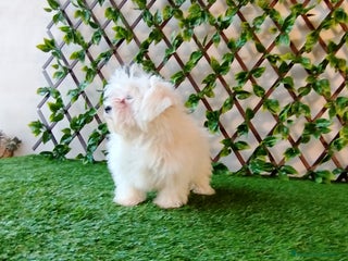 Bichón Maltés perros - Anuncio 1