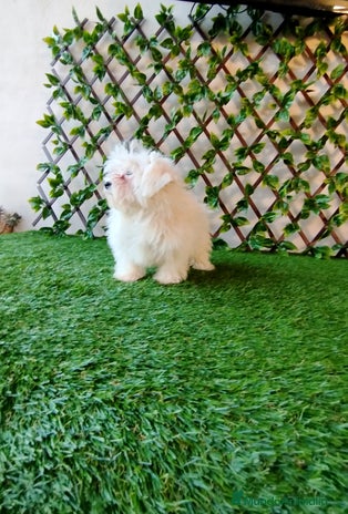 Bichón Maltés perros Bichón maltés toy - Anuncio 2