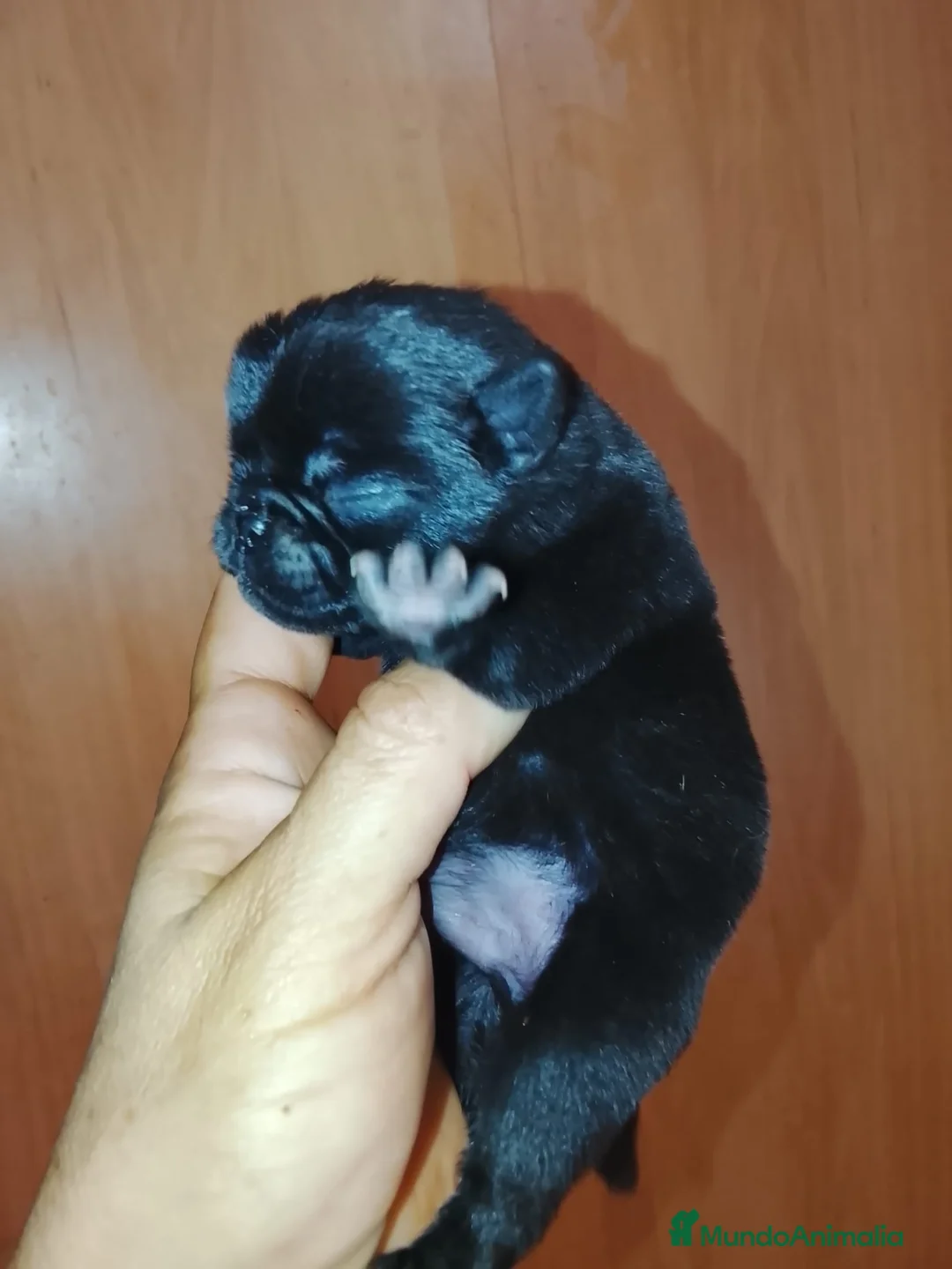 Carlino - Pug perros en venta: Macho de carlino  - Anuncio 1