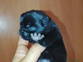 Carlino - Pug perros Macho de carlino - Anuncio 1