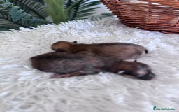 Pomerania perros en venta: POMERANIA MACHO - Imagen 4