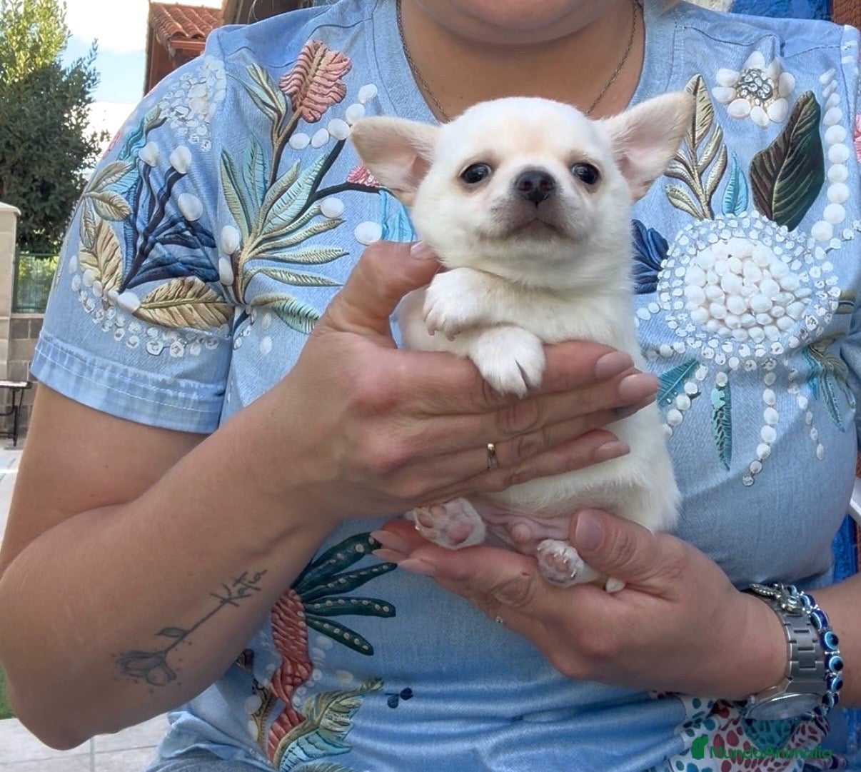 Chihuahua perros Precioso macho chihuahua blanco - Anuncio 3