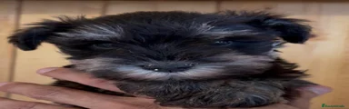 Schnauzer Miniatura 5