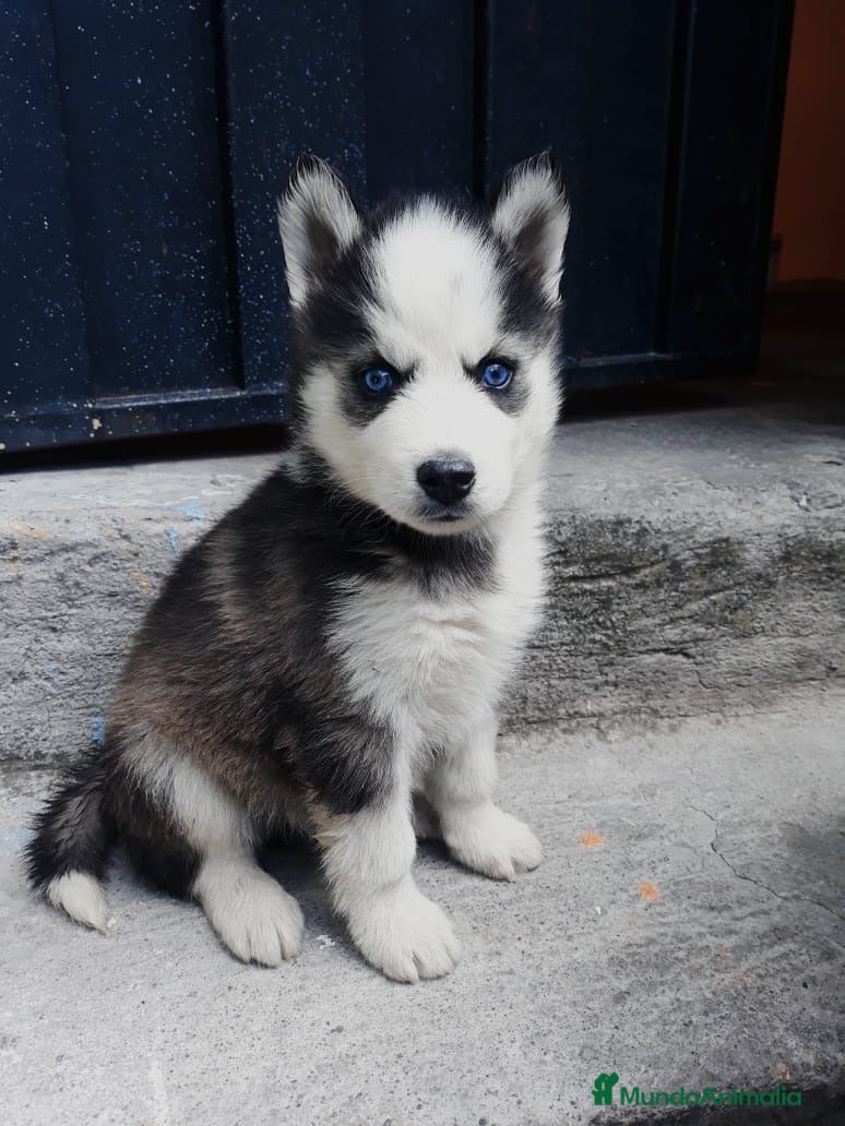 Husky Siberiano perros HUSKY SIBERIANO PUPPY  - Anuncio 2