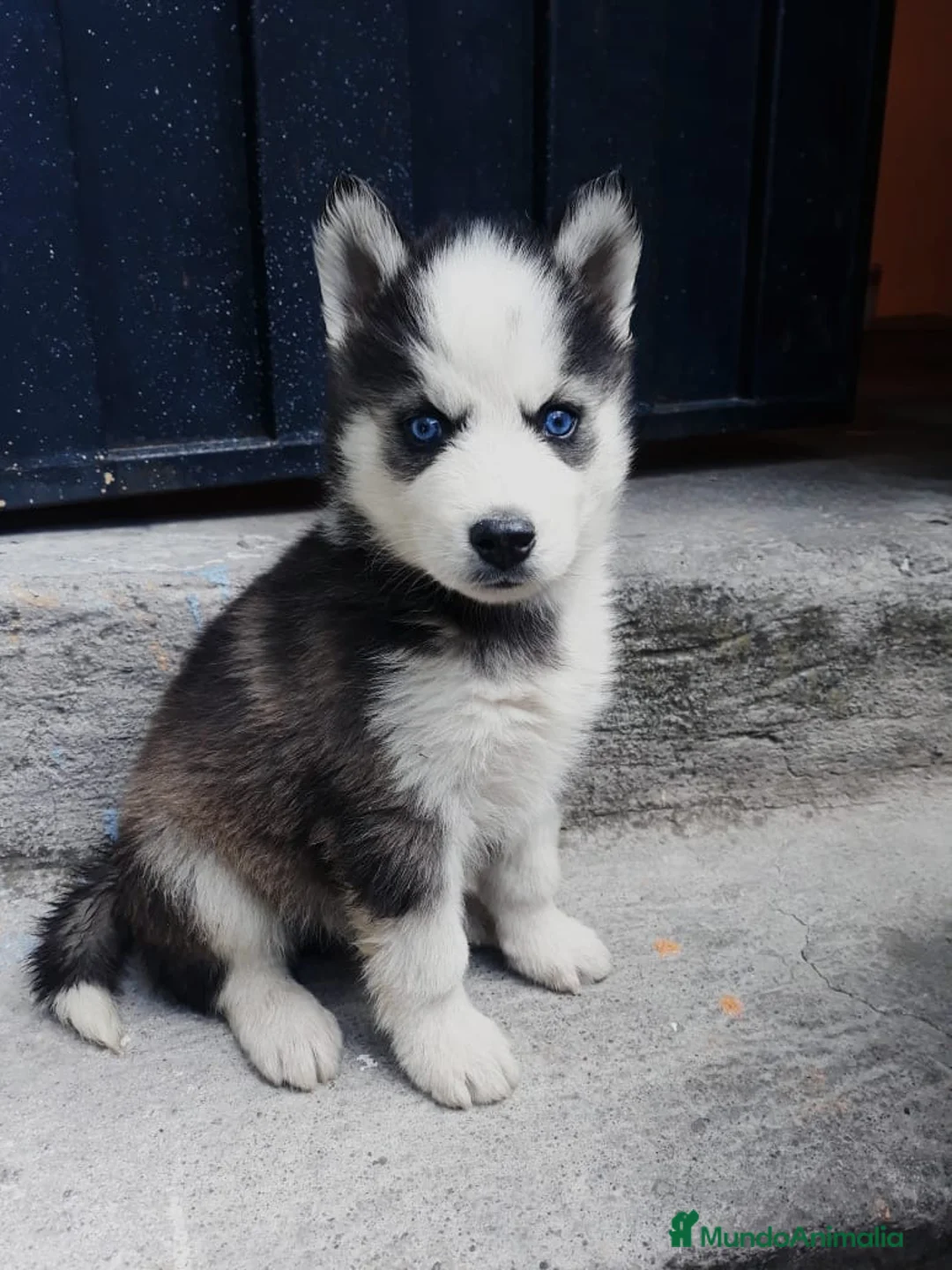 Husky Siberiano perros en venta: HUSKY SIBERIANO PUPPY  - Anuncio 1